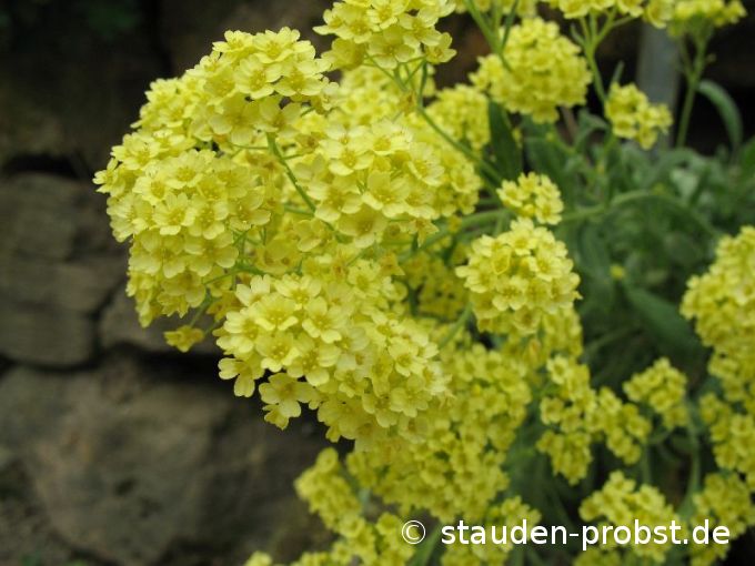 Alyssum saxatile 'Sulphureum' - Felsensteinkraut