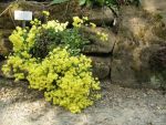 alyssum-saxatile-sulphureum-4