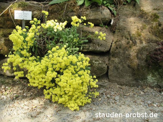 Alyssum saxatile 'Sulphureum' - Felsensteinkraut