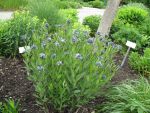 amsonia-tabernaemontana-2