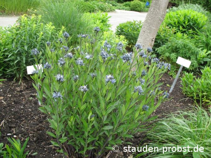 Amsonia tabernaemontana - Amsonie, Röhrenstern
