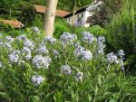 amsonia-tabernaemontana-3