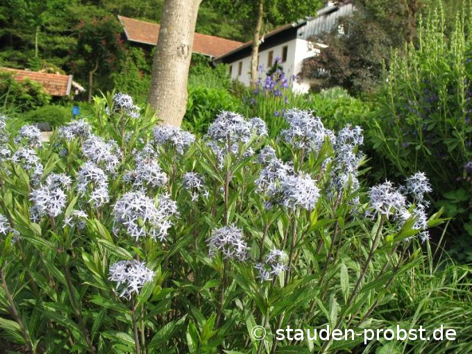 Amsonia tabernaemontana - Amsonie, Röhrenstern