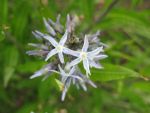 amsonia-tabernaemontana