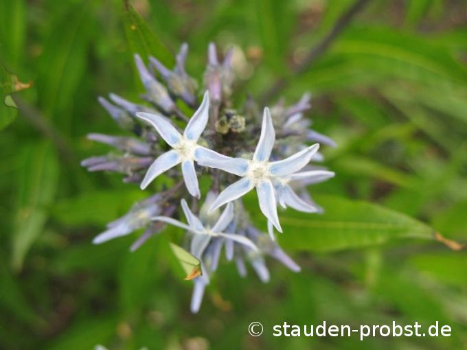 Amsonia tabernaemontana - Amsonie, Röhrenstern