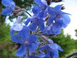 anchusa-azurea-2