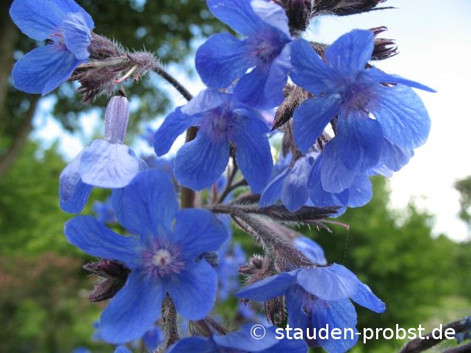 Anchusa azurea - Ochsenzunge