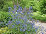 anchusa-azurea-3