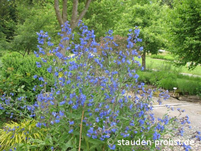 Anchusa azurea - Ochsenzunge