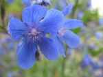 anchusa-azurea