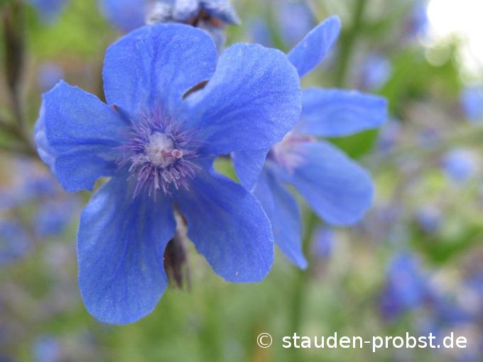Anchusa azurea - Ochsenzunge