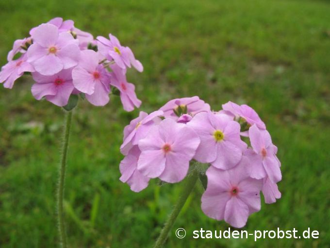 Androsace sarmentosa - Himalaya Mannsschild