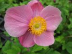 anemone-hupehensis-praecox