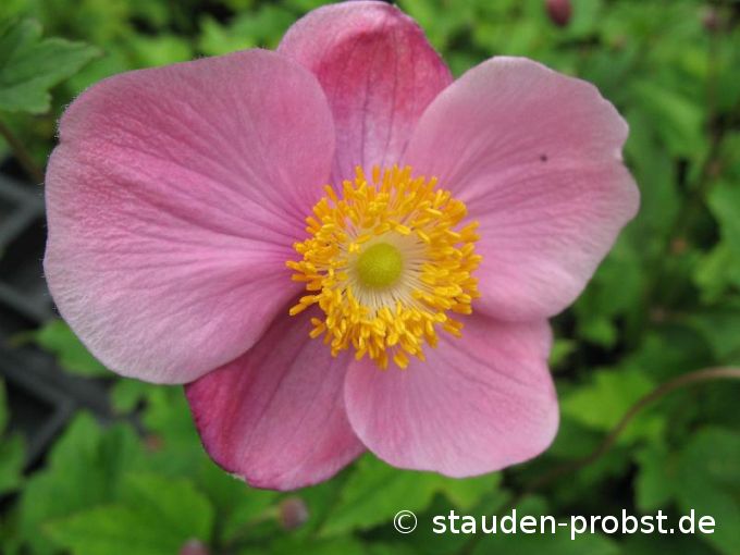 Anemone hupehensis 'Praecox' - Herbstanemone