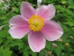 anemone-hupehensis-septembercharme