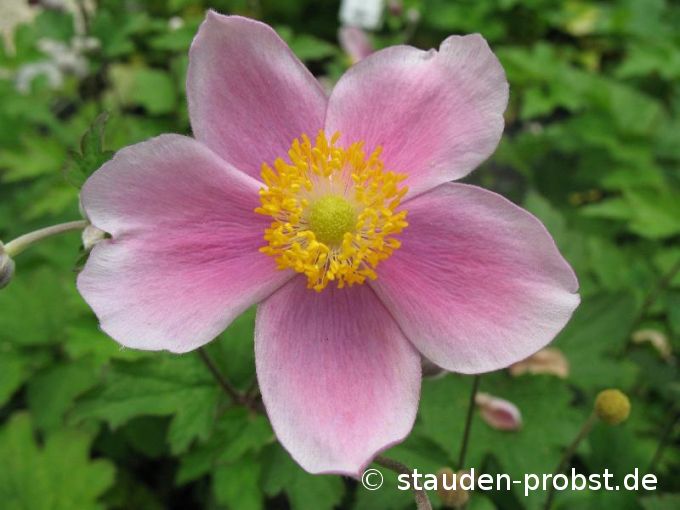 Anemone hupehensis 'Septembercharme' - Herbstanemone