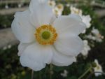 anemone-japonica-honorine-jobert-2