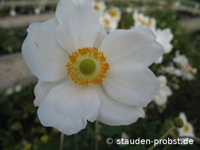 Anemone japonica 'Honorine Jobert' - Japananemone