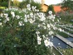 anemone-japonica-honorine-jobert-3