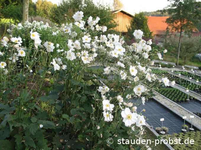 Anemone japonica 'Honorine Jobert' - Japananemone