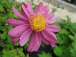 anemone-japonica-pamina-2