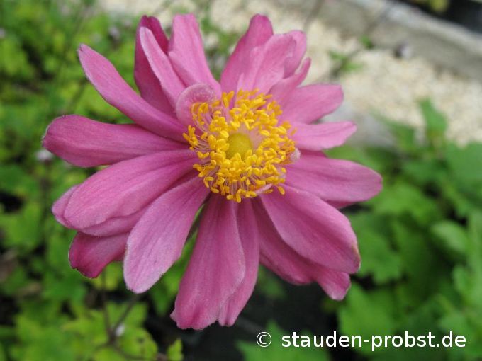Anemone japonica 'Pamina' - Japananemone