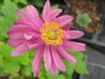 anemone-japonica-prinz-heinrich