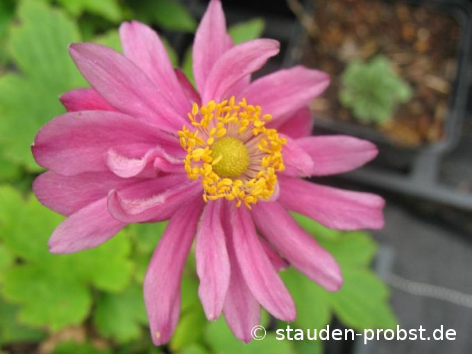 Anemone japonica 'Prinz Heinrich' - Japananemone