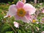anemone-kaitersberg