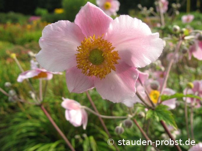 Anemone 'Kaitersberg' - Herbstanemone
