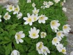 anemone-nemorosa-2