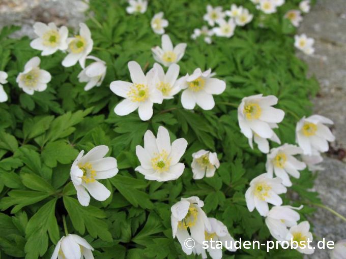 Anemone nemorosa - Buschwindröschen
