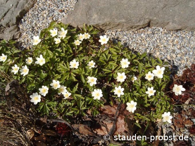 Anemone nemorosa - Buschwindröschen