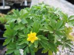 anemone-ranunculoides-2
