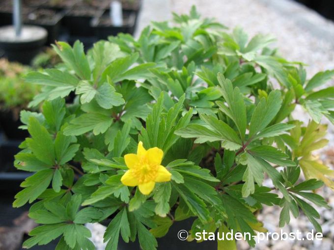 Anemone ranunculoides - Gelbes Windröschen