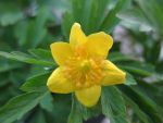 anemone-ranunculoides