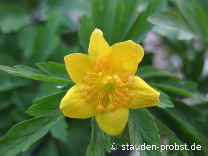 Anemone ranunculoides - Gelbes Windröschen