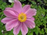 anemone-tomentosa-serenade-2