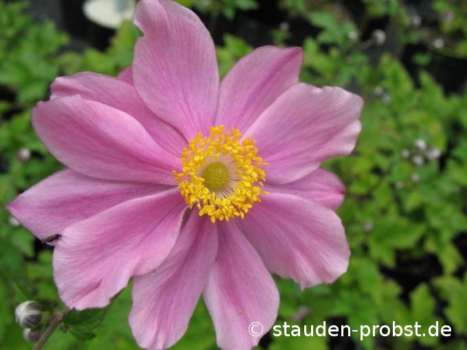 Anemone tomentosa 'Serenade' - Herbstanemone