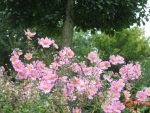 anemone-tomentosa-serenade-3