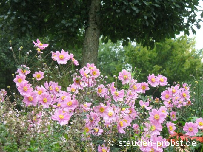 Anemone tomentosa 'Serenade' - Herbstanemone