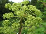 angelica-archangelica-2
