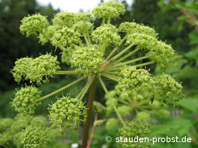 Angelica archangelica - Erz-Engelwurz, Brustwurz