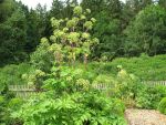 angelica-archangelica