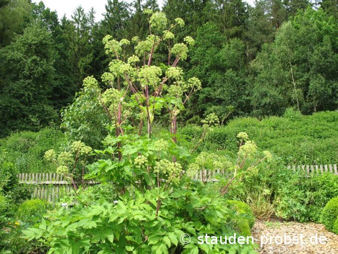 Angelica archangelica - Erz-Engelwurz, Brustwurz