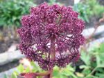 angelica-gigas-2