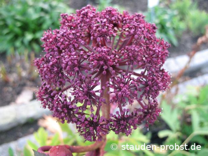 Angelica gigas - Gro&szlig;e Engelwurz