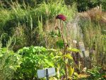 angelica-gigas