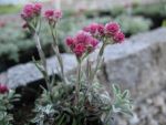 antennaria-dioica-rubra