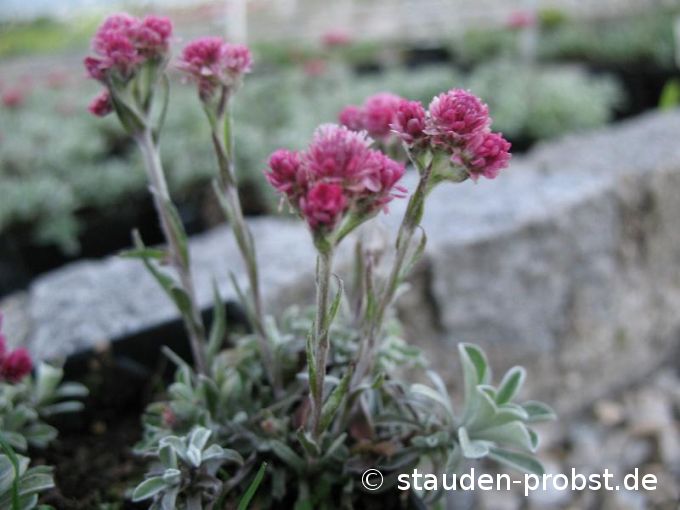 Antennaria dioica 'Rubra' - Katzenpfötchen